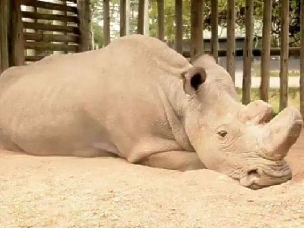 Последний в мире самец северного белого носорога может умереть, не оставив потомства