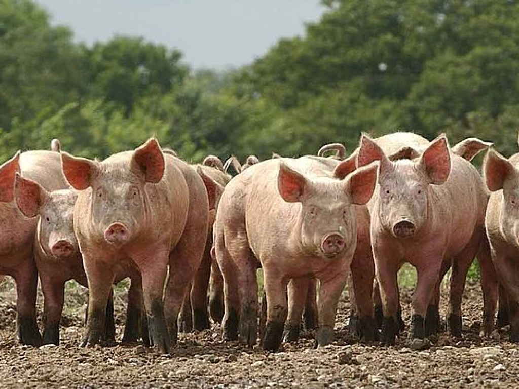 В Украине значительно сократился сбыт свиней и реализация свинины