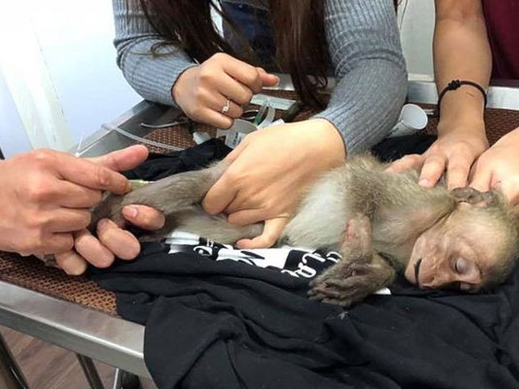 В Бангкоке пронырливая обезьянка отравилась украденным кофе (ФОТО)