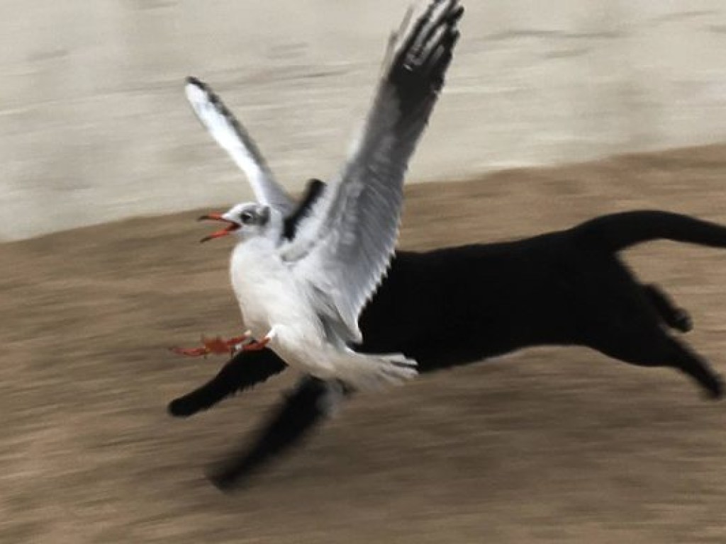 На одесском пляже черный кот преступно сцапал чайку (ФОТО, ВИДЕО)