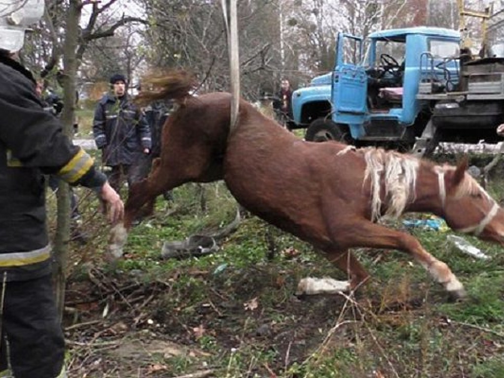В Житомире спасали лошадь, провалившуюся в канализацию (ФОТО)
