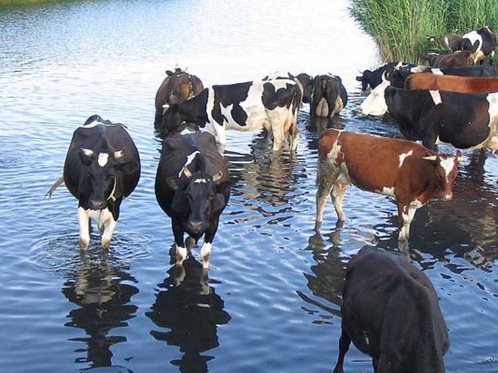 Экономист: Проблема сокращения поголовья коров затронула не только Украину, но и всю Европу