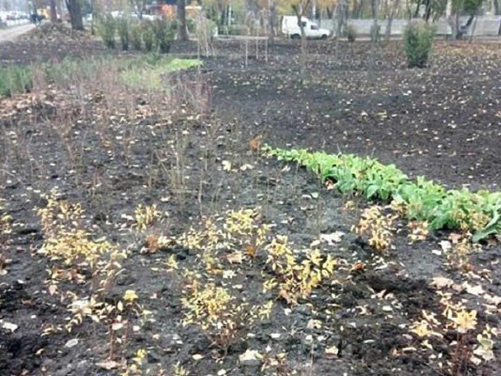 В Киеве вандалы выкопали растения из сквера (ФОТО)