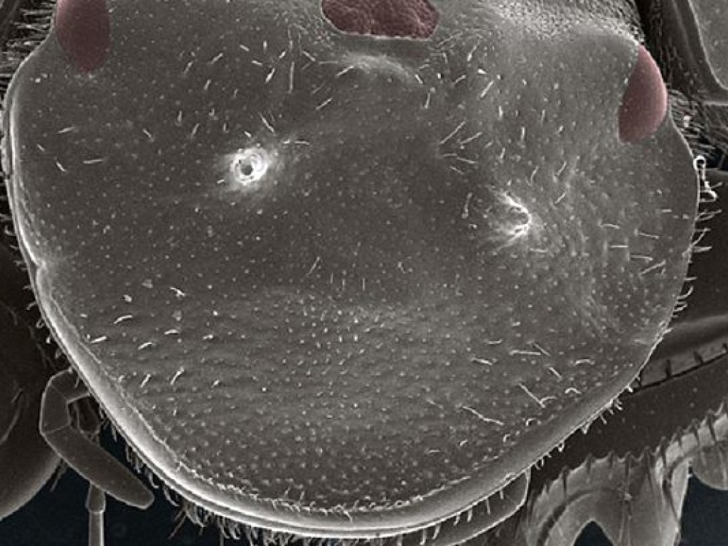 Ученые вывели жуков с третьим глазом (ФОТО)