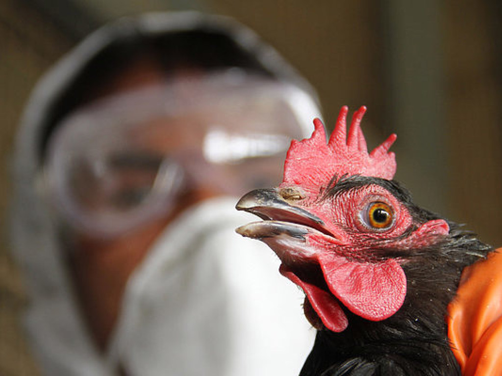 В Южной Корее установили карантин для предотвращения распространения птичьего гриппа