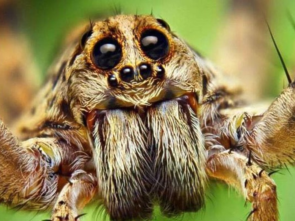 В Австралии гигантский паук взял девушку «в заложники» в ее машине (ВИДЕО)