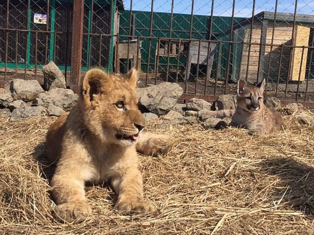 В российском зоопарке «Чудесный» неадекватные посетители напали на животных