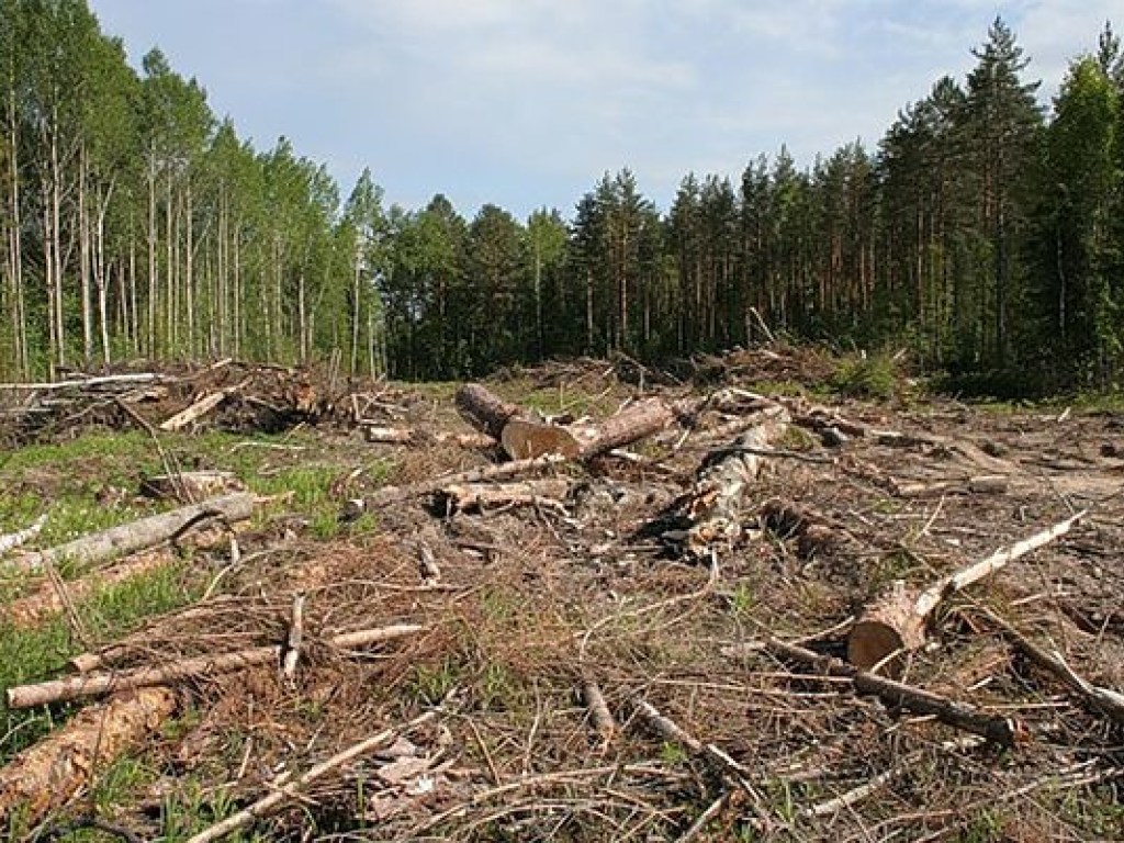 Польша прекратила вырубку леса в Беловежской пуще