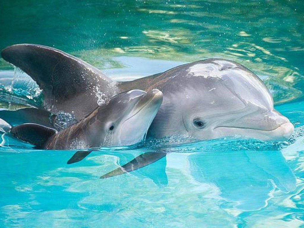 Дельфины привлекают самок подарками – ученые