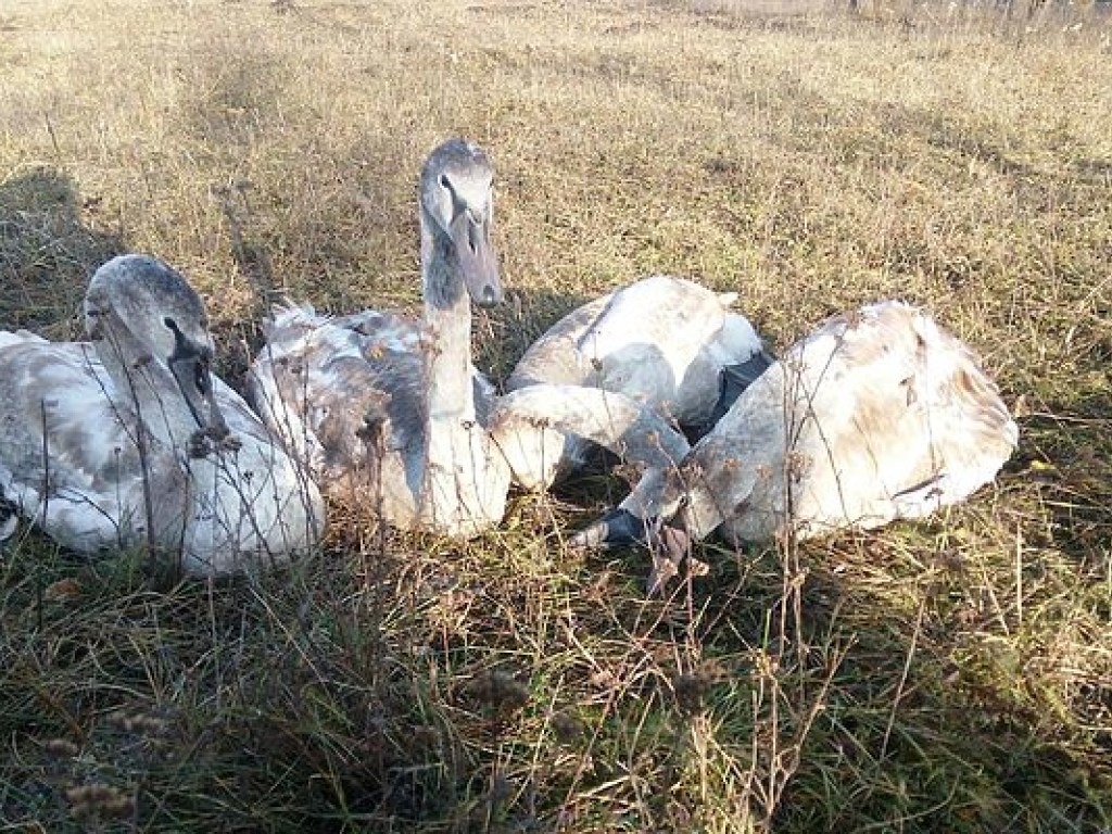 Спасатели в Черкасской области спасли лебедей из ледяной ловушки (ФОТО)