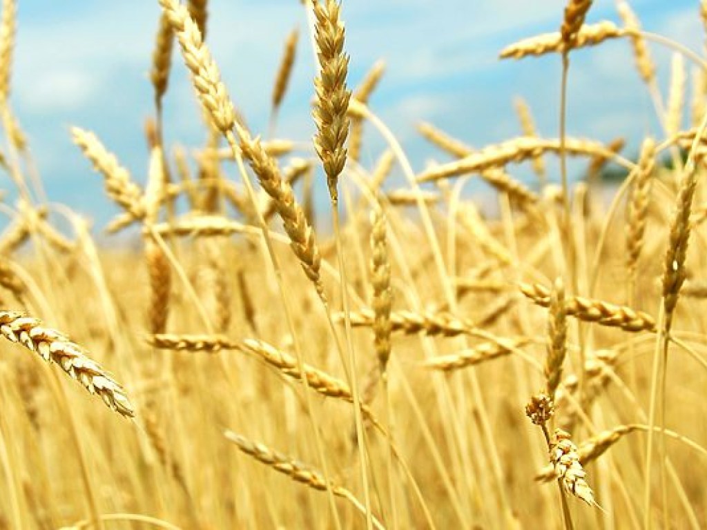В Украине уже собрали около 59 миллионов тонн зерновых