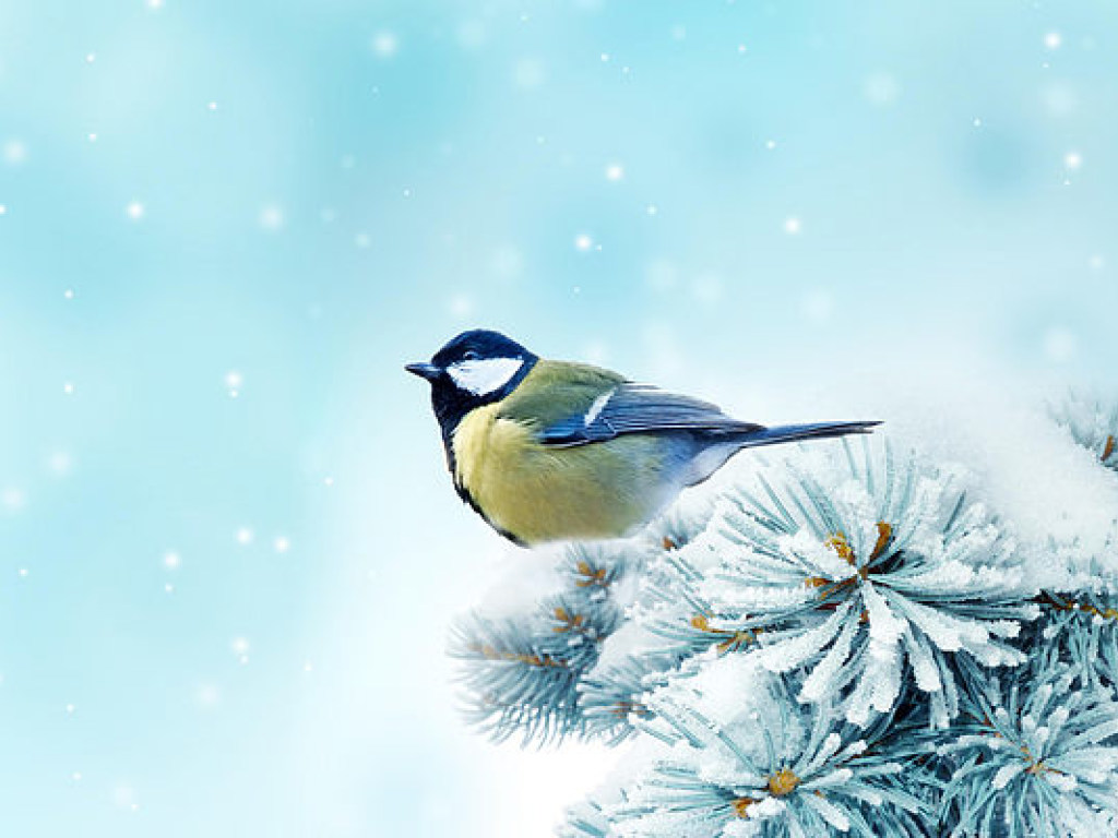 Прогноз погоды в Украине на 26 ноября: Местами ожидаются дожди со снегом