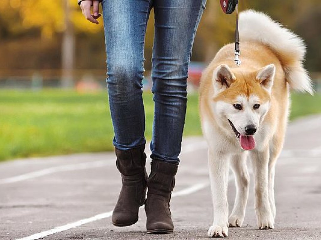 Ученые выяснили, что собаки продлевают жизнь своим владельцам
