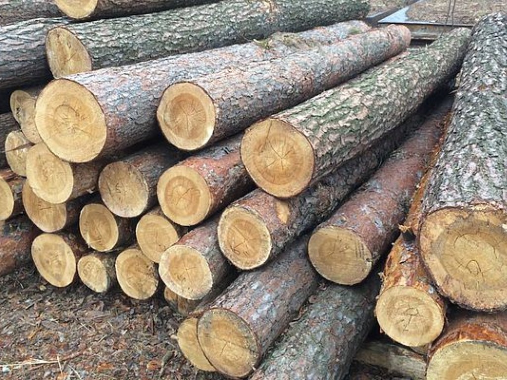 Политолог: Интересы теневого бизнеса в Украине пострадают  от отмены моратория на вывоз леса-кругляка