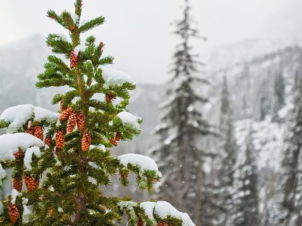 На Прикарпатье выбрали 90-летнюю главную елку страны высотой 30 метров