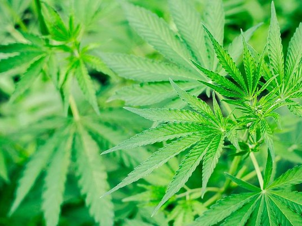Суд в Грузии отменил запрет на марихуану
