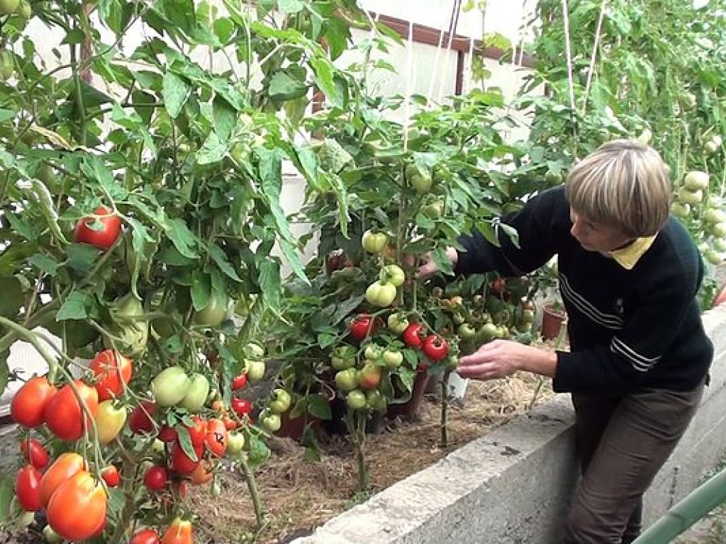 Эксперт: В Украине  не будет своих огурцов и помидоров,  закрываются все теплицы