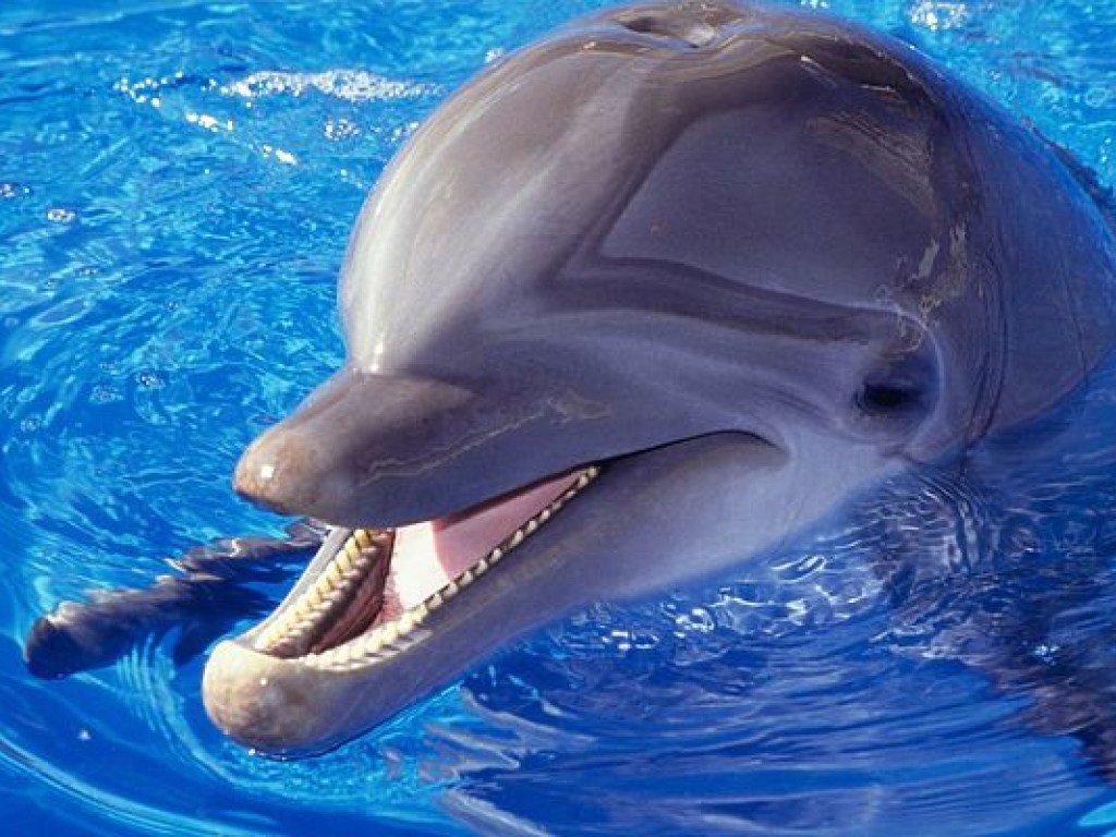 Дельфины научились получать наркотик из рыбы