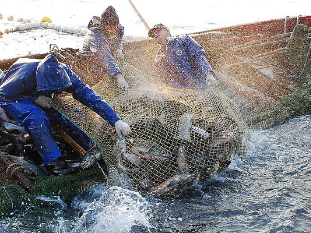 В Арктике введут 16-летний мораторий на вылов рыбы