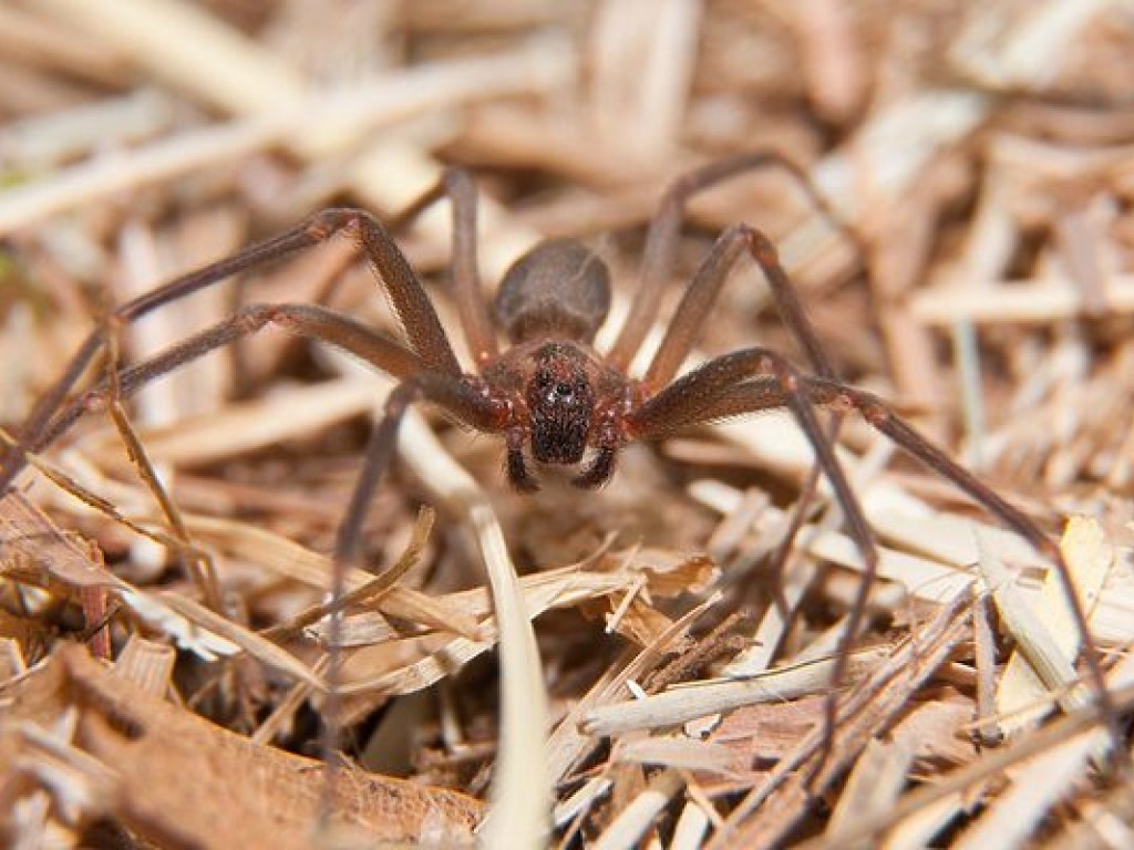 В Австралии прошел «дождь» из смертельно опасных пауков (ФОТО)