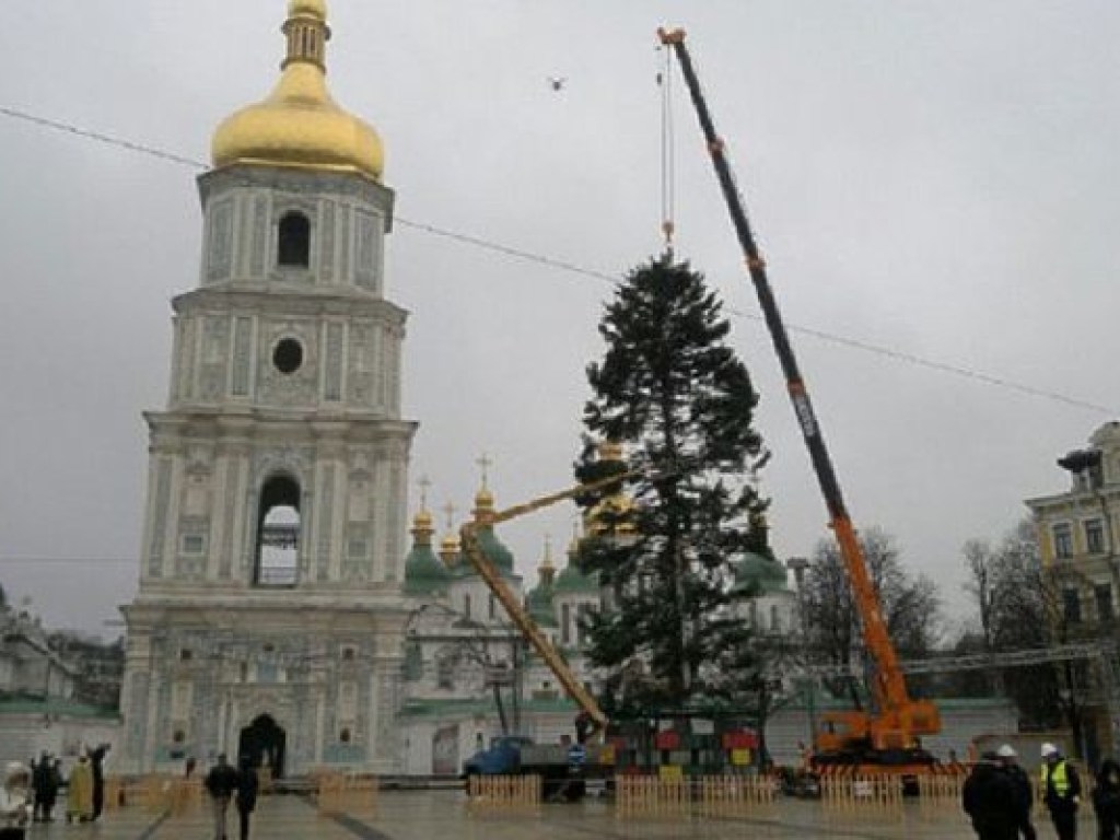 В центре Киева установили главную елку страны, начнут украшать ее в воскресенье (ФОТО, ВИДЕО)