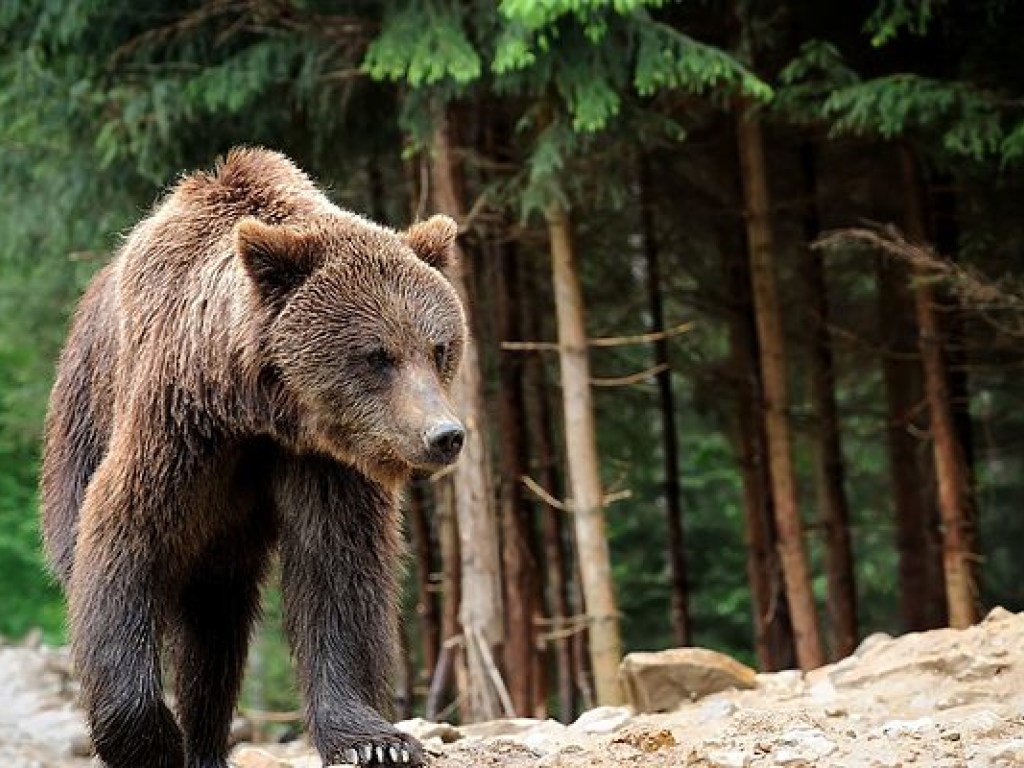 Ежегодно в Карпатах убивают 15 бурых медведей, которых всего около 200
