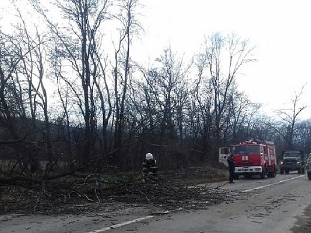 В Черновицкой области сильный ветер повалил деревья на движущийся автомобиль (ФОТО)