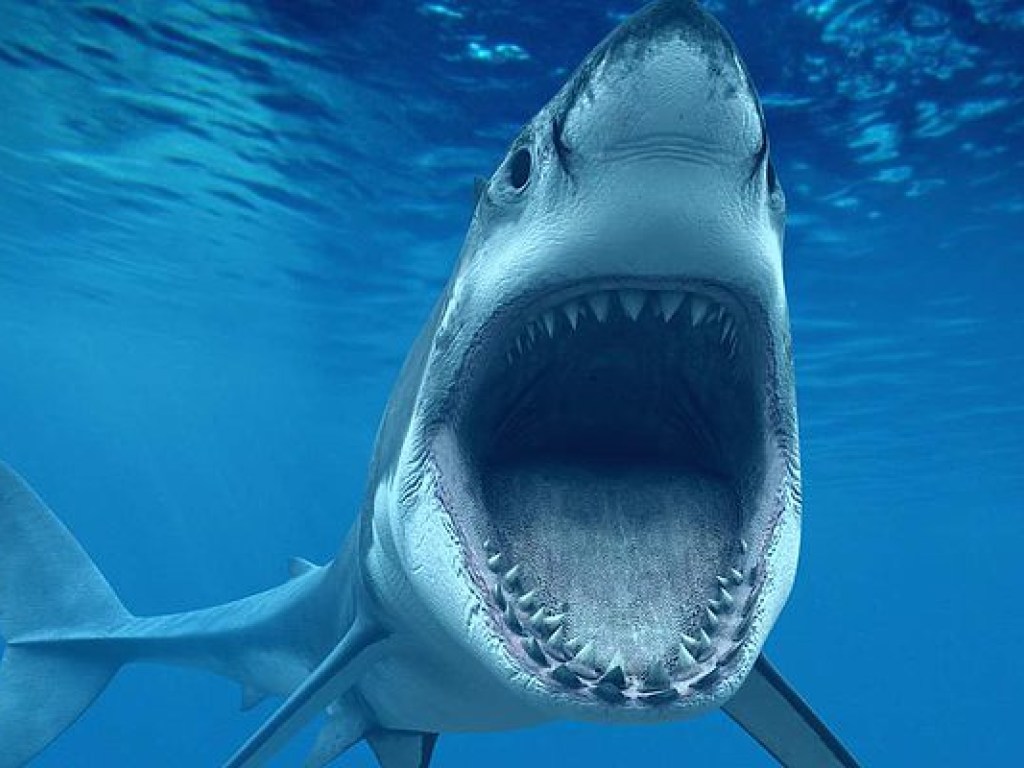 Аквалангист не заметил огромную белую акулу и «взорвал» сеть (ВИДЕО)
