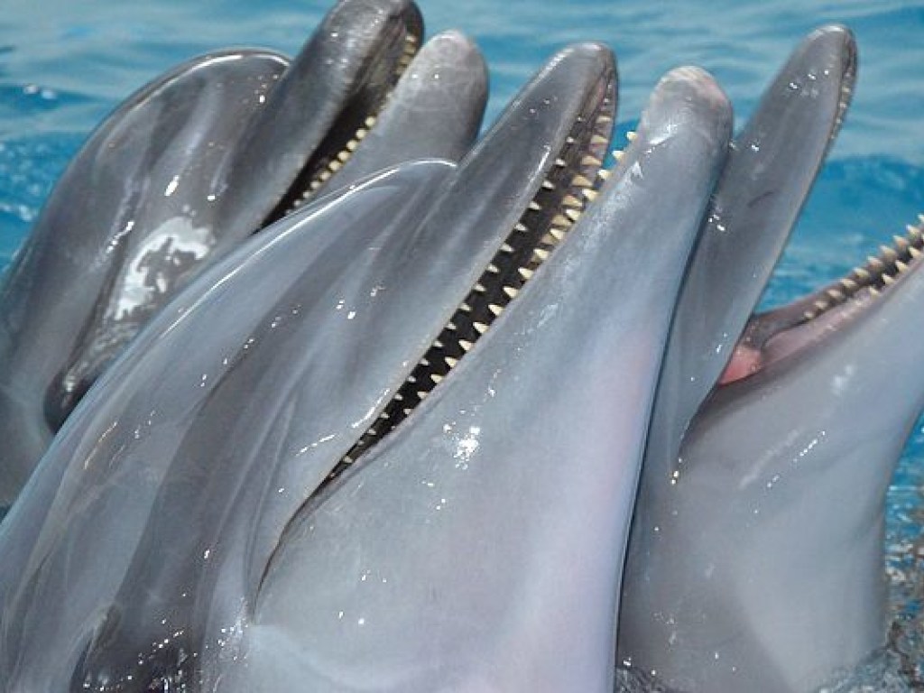 Во Львовской области дельфинов спасали от переохлаждения