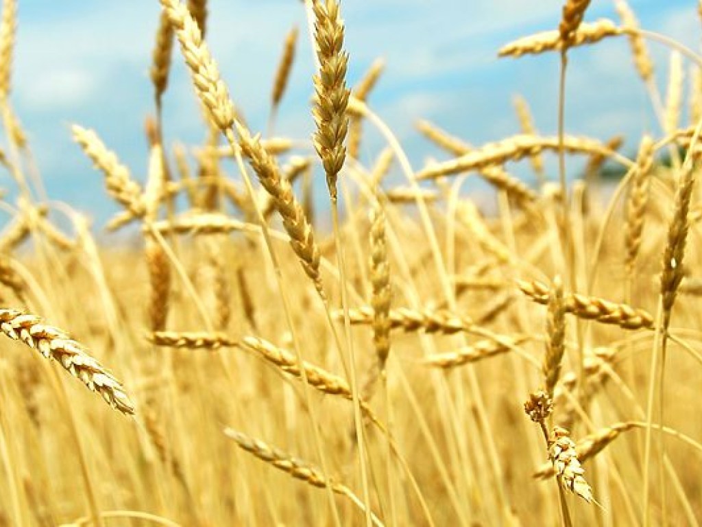 Мингарополитики озвучило финальный прогноз по сбору зерновых в 2017 году