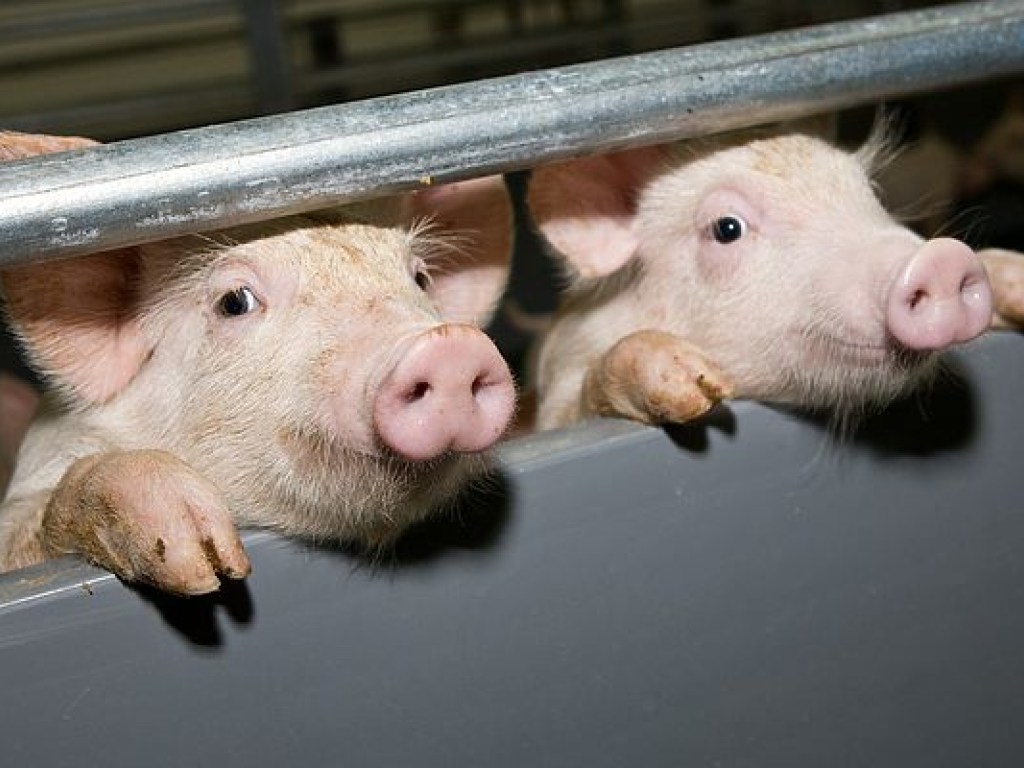 В двух областях Украины зафиксированы вспышки африканской чумы свиней