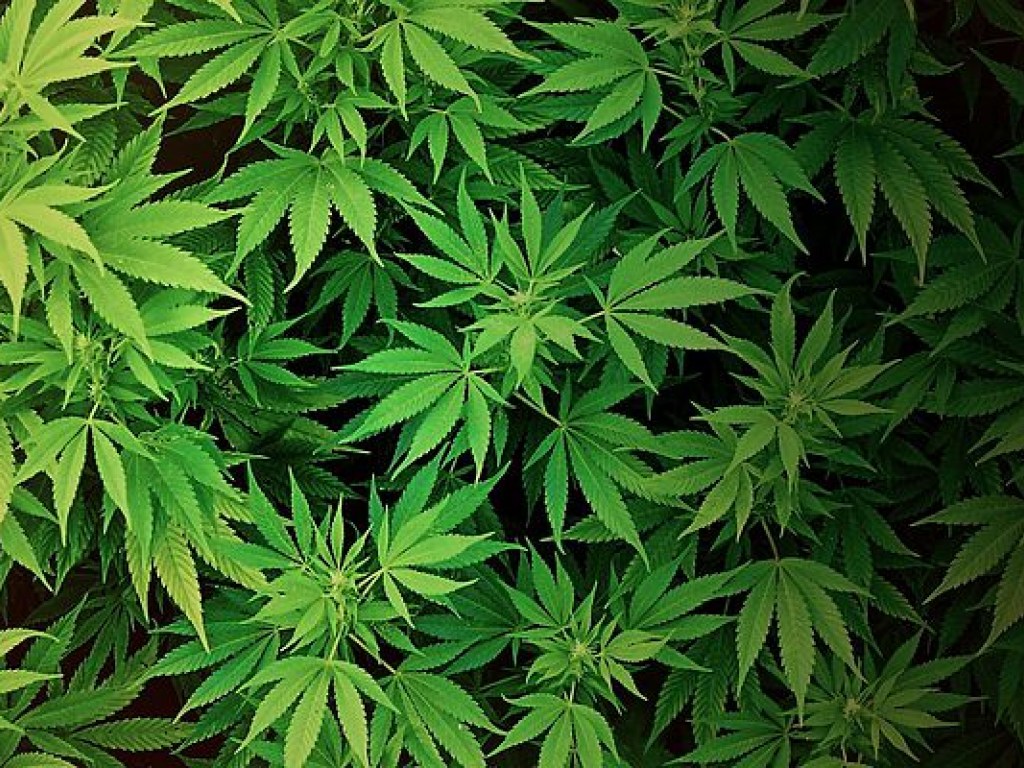 Дания легализовала марихуану в медицинских целях