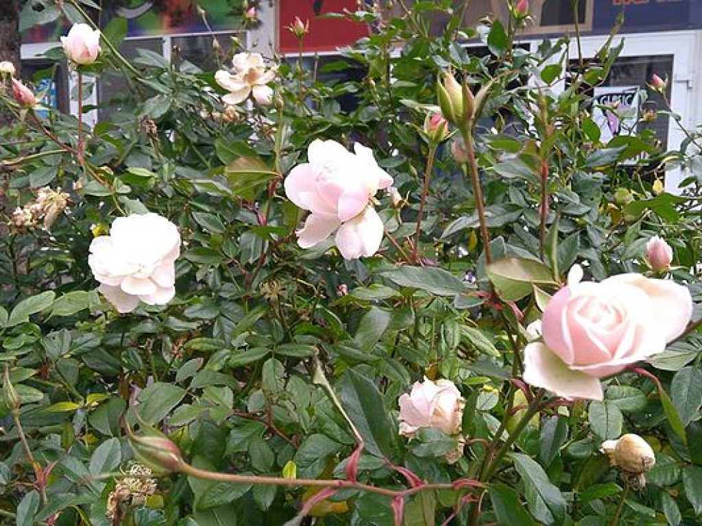 В Запорожье в середине декабря расцвели розы (ФОТО)