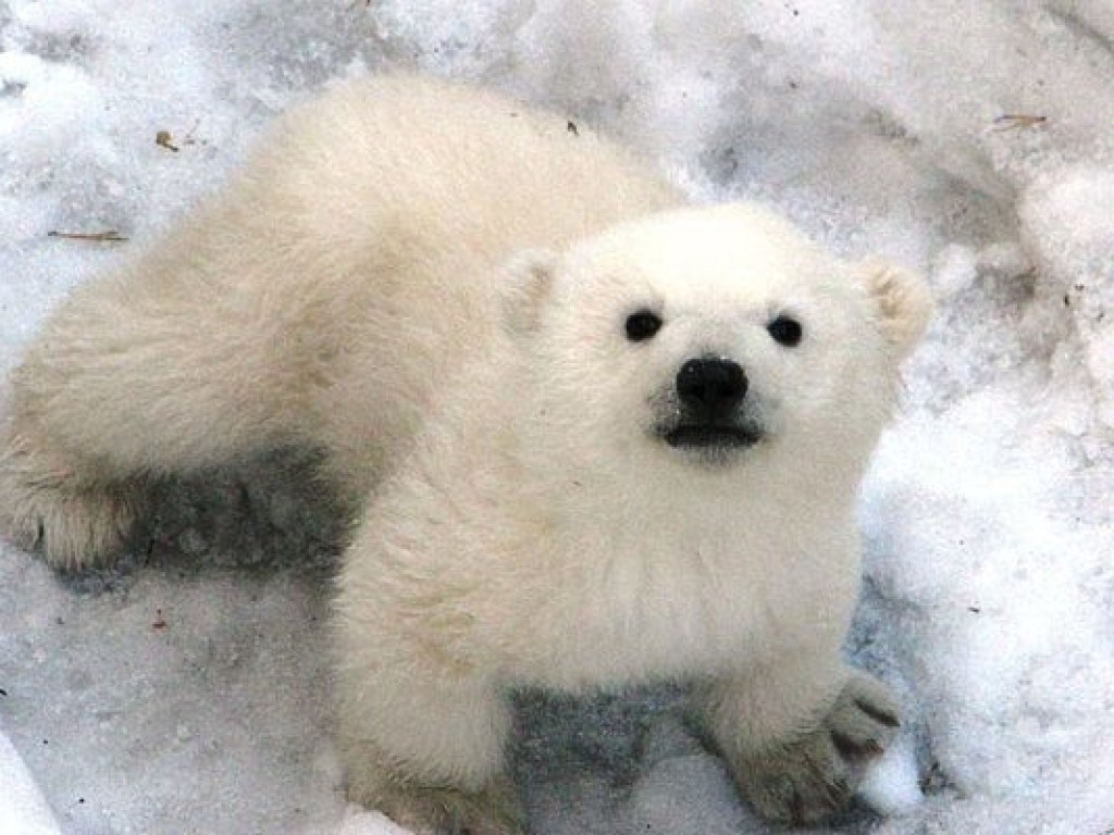 В Николаевском зоопарке родился белый медвежонок