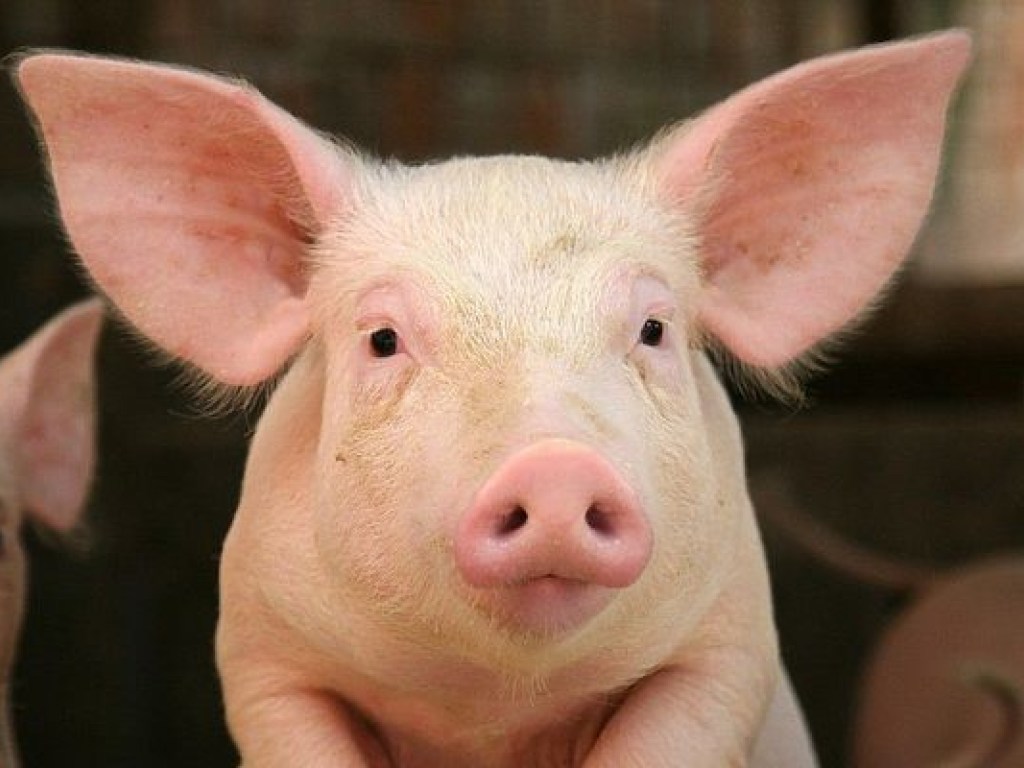 В Ровненской области зарегистрировали вспышку чумы свиней