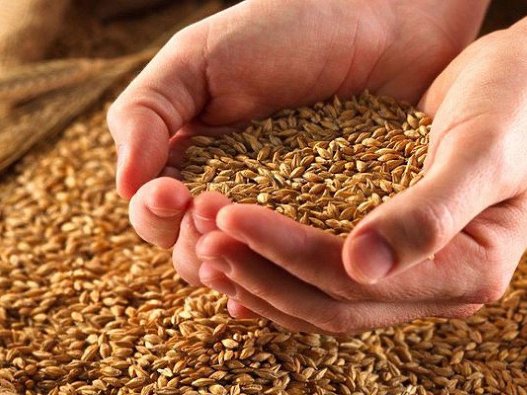 Украина экспортировала более 19 миллионов тонн зерновых