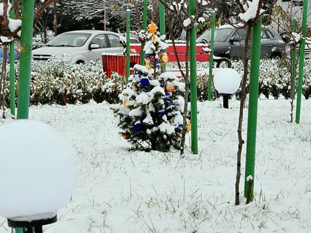 В Ужгороде украсили самую маленькую официальную новогоднюю елку в Украине (ФОТО)
