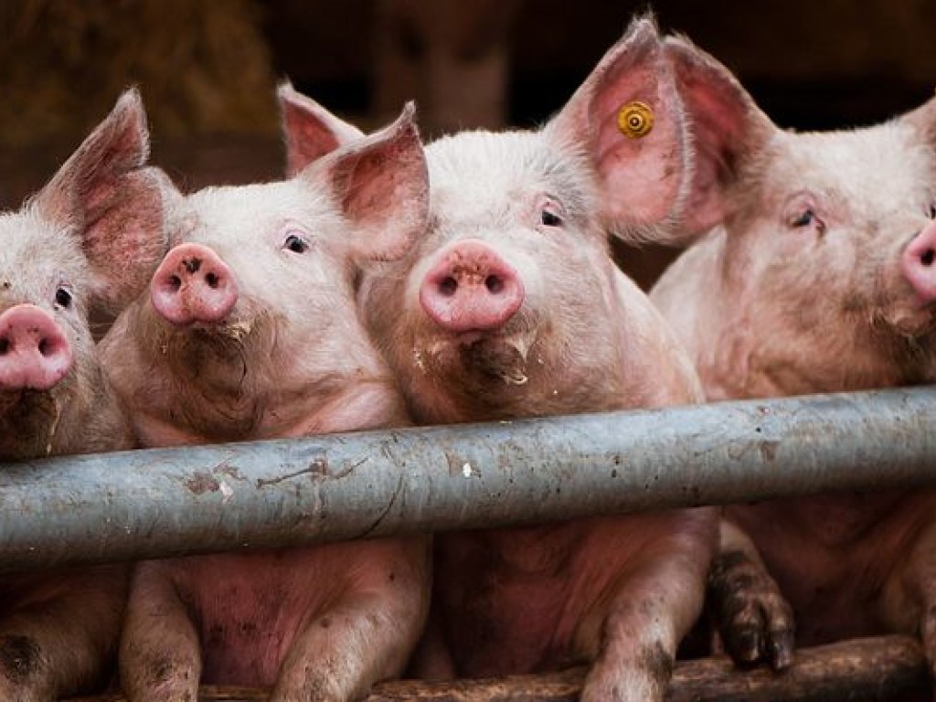 В Киевской области зафиксировали вспышку африканской  чумы свиней