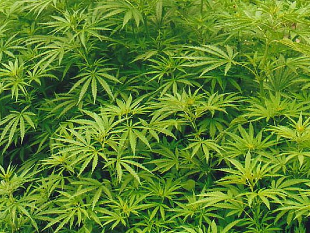 Калифорния узаконила рекреационную марихуану