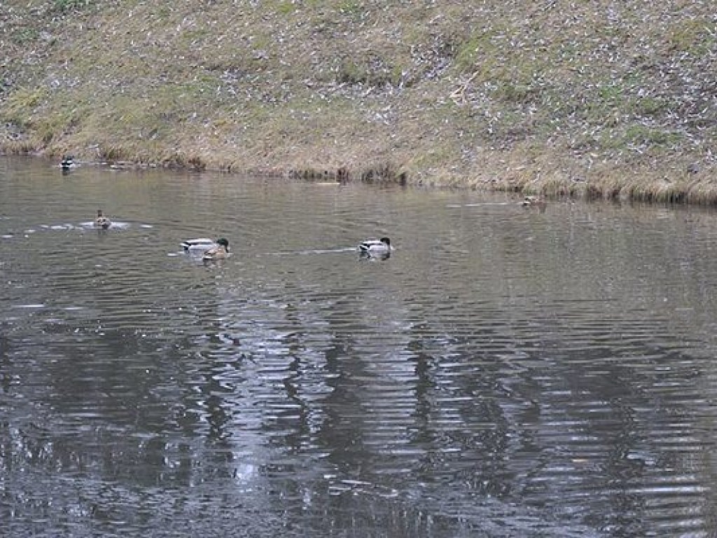 Из-за потепления на столичные озера вернулись утки (ФОТО)