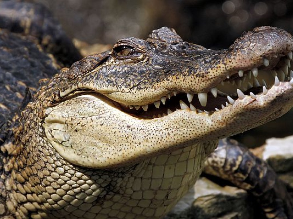 Крокодил в Мексике напал 12-летнего мальчика
