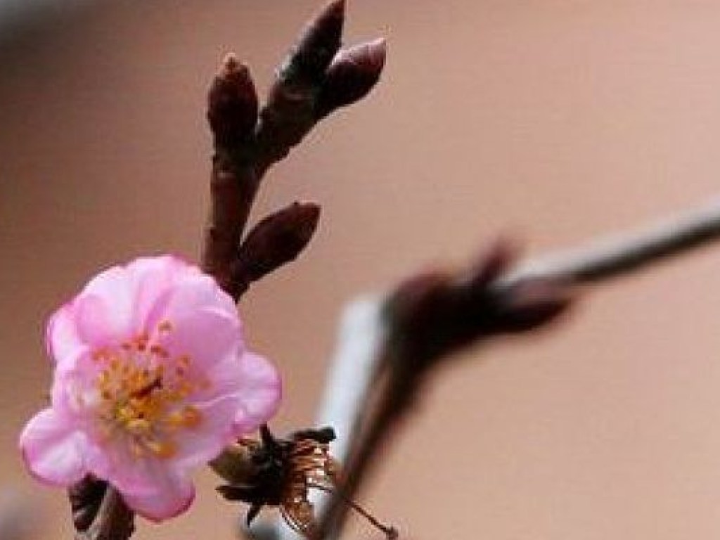 В Виннице среди зимы расцвела сакура (ФОТО)