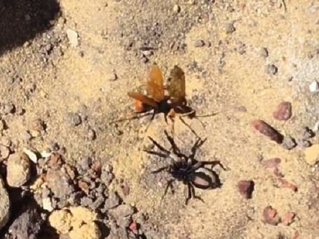 В Сети показали сражение паука и шершня (ФОТО, ВИДЕО)