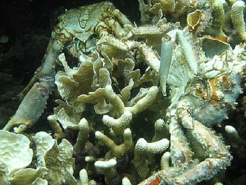 В результате глобального потепления в океанах начали гибнуть кораллы – ученые (ФОТО)