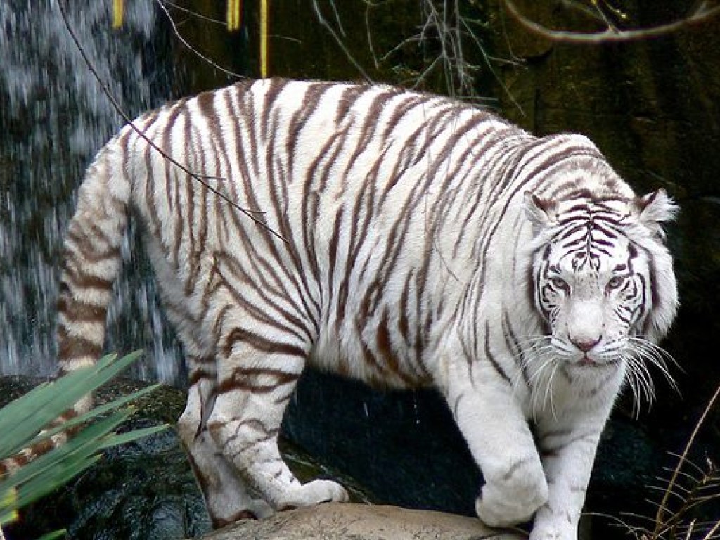 В китайском зоопарке белый тигр «поохотился» на посетителя (ВИДЕО)