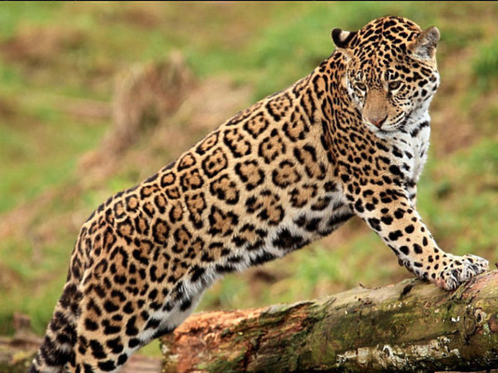 В зоопарке Уссурийска леопард атаковал ребенка