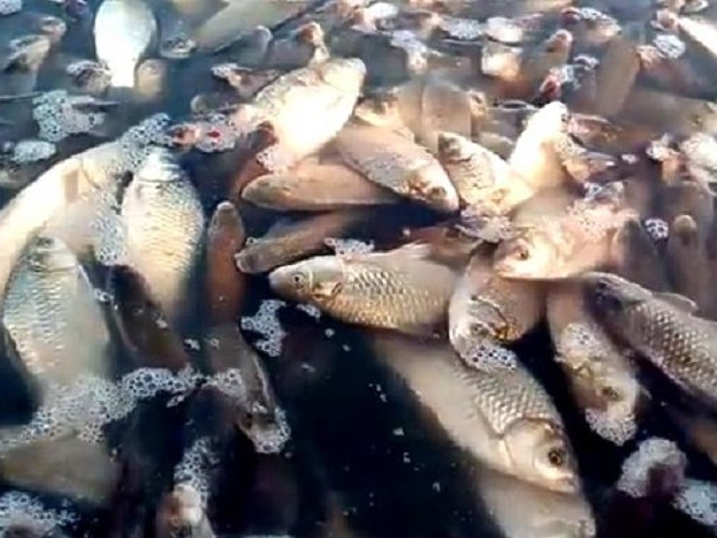 Под Одессой массовый мор рыбы (ФОТО, ВИДЕО)