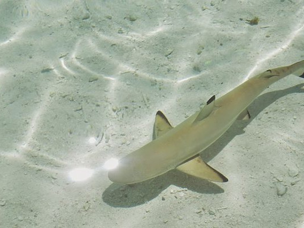 В Тихом океане выловили акулу-мутанта с зубами змеи (ФОТО)