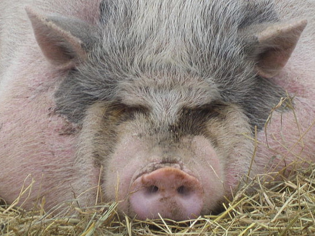 В Китае свинья не дала в обиду собрата во дворе мясника (ВИДЕО)