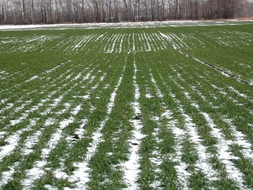 Без снега озимые посевы доживут до весны, если не ударит мороз минус 20 градусов &#8212; эксперт